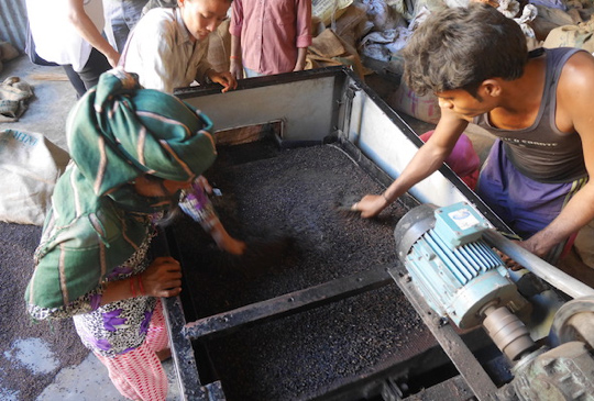 Image: Quality grading of Timur (Sichuan pepper) in Nepalgunj